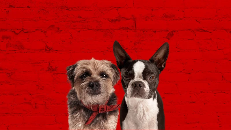 Đời Quá Chó (Những Chú Chó Bụi Đời) - Strays
