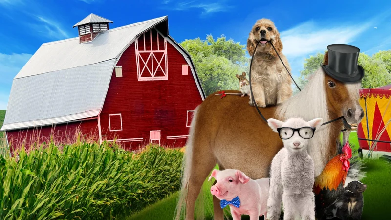 Ngôi Sao Bốn Chân - A Dog And Pony Show